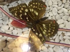 -慢丽江·庭院云南火锅(付家庄店)