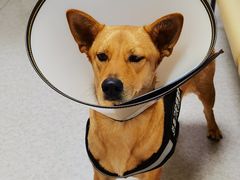 -喜多萌中农锦绣动物医院24H·猫科·牙科MRI·CT