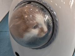 -宠颐生宠物医院·异宠猫科内科·诊疗中心宠巢店