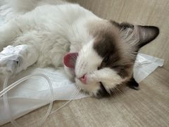 -北京观赏动物医院·24小时大型综合·猫专科·异宠专科