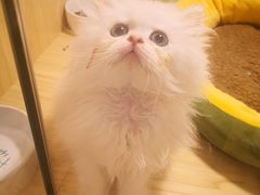 -屋虎猫馆(宝安大仟里店)