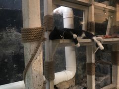 -猫咪博物馆(顶澳仔猫街店)