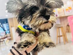 -柴犬小屋·柴餐厅·狗咖食堂(金鼎广场店)