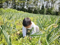 -前小桔亲子创意农场·草莓采摘·露营烧烤