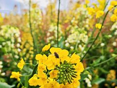 -中国天府农业博览园