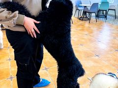 -Let's go狗咖·猫咖·奶狗·桌游(春熙路IFS店)