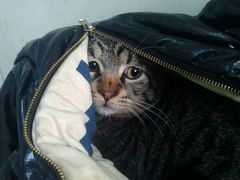 -爱侣宠医·鹦鹉专科·小型哺乳类·异宠专科(灵石路店)