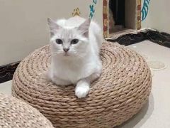 -藏猫猫咖啡主题馆(中央大道店)