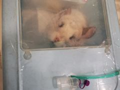 -萌兽医馆·眼科·异宠专科(三里屯店)