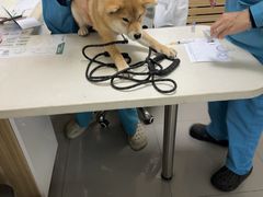 -瑞派宠物医院·24h·骨外科·皮肤科·全科宠物医疗转诊中心(沈阳浑南院)