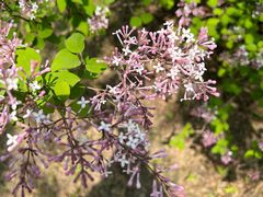 -国家植物园南园