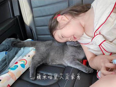 -糯米喵星人总部直营旗舰店·猫舍·幼猫出售