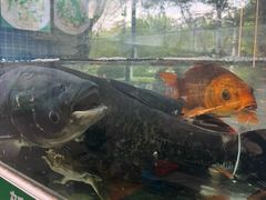 -全乐鱼馆·淳牌有机鱼直营店