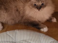 -滚猫咖啡·猫咖·猫友好撸猫(未来城店)