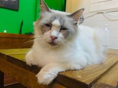 -李小姐の猫咖啡馆(五角场店)