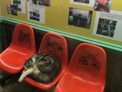 -猫咪博物馆(顶澳仔猫街店)
