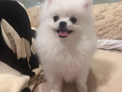 -翊宠yipet猫狗购宠庄园犬舍•猫舍