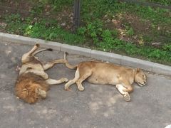 -大连森林动物园