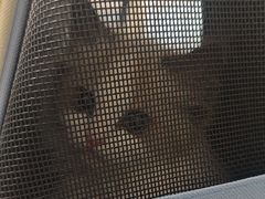 -中农国际动物医院24小时·猫科·骨科·急重症中心