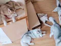 -Husky Go! 哈士奇体验馆·宠物咖啡厅狗咖