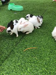 -萌宠亲子动物乐园(槐房万达店)