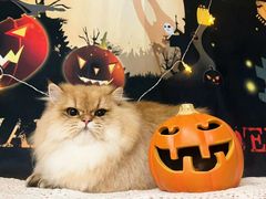 -1013 PET SHOP精品宠物商店(丁香店)