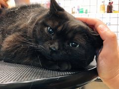 -熊小胖宠物生活馆(天华园店)