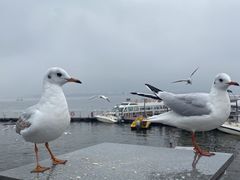 -海埂大坝