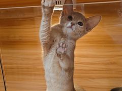 -猫十亿·布偶金渐层·曼基康矮脚猫舍(青年路店)