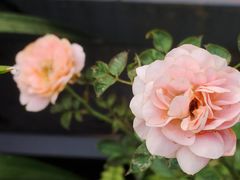 -中国科学院华南植物园