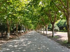 -上海鲜花港