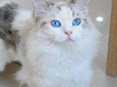 -鼓捣猫呢主题猫咖店