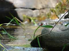 -碓臼峪自然风景区