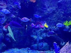 -太平洋海底世界