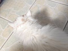 -瑞派伍一宠物医院·眼科·骨科·猫科转诊中心(马王堆院)