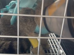 -伟伟宠物医院·瑞派猫友好医院·猫科(光谷店)