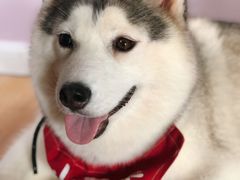 小苹果-Husky Go! 哈士奇体验馆·宠物咖啡厅狗咖