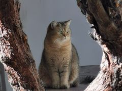 -喵屿·大理花园猫咖