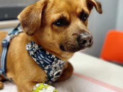 -伟伟宠物医院·CT影像中心·瑞派犬猫综合性门诊(汉口总院)