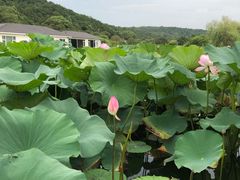 -龙寺生态园