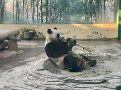 -杭州野生动物世界