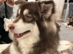 -Let's go狗咖·猫咖·奶狗·桌游(春熙路IFS店)