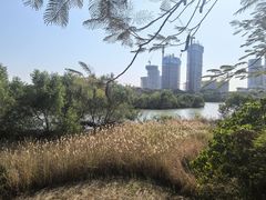 -华侨城湿地公园