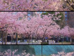 -新江湾城公园