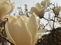 -首开·常青藤二期