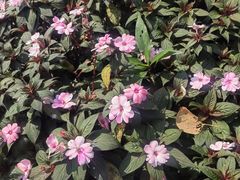 -中国科学院西双版纳热带植物园
