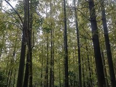 -东平国家森林公园