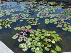 -莲花池公园