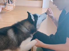 -Husky Go! 哈士奇体验馆·宠物咖啡厅狗咖