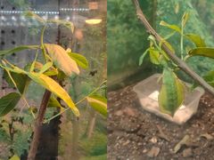 -上海大自然野生昆虫馆(东方明珠·爬宠昆虫探索中心)